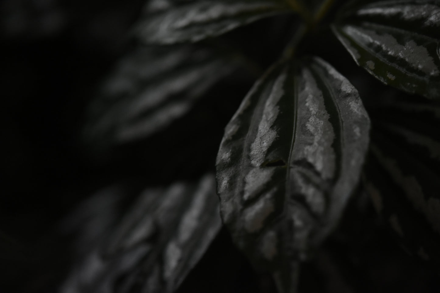 Leaf