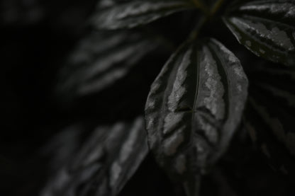 Leaf