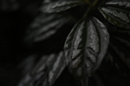 Leaf